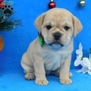 Holly, Miniature Bulldog Puppy